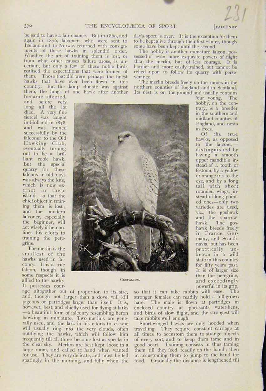 Original Old Antique Print Gerfalcon The Encyclopedia Sport Birds Fine Art 1898
