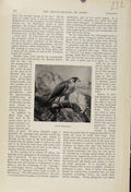 Original Old Antique Print Adult Peregrine The Encyclopedia Sport