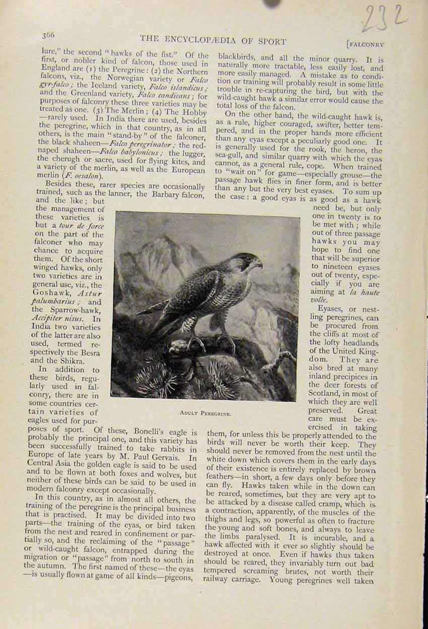 Original Old Antique Print Adult Peregrine The Encyclopedia Sport