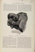 Original Old Antique Print Bison Fine Art The Encyclopedia Sport