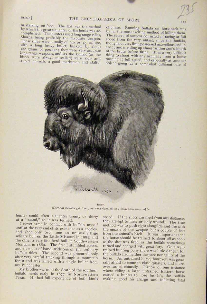 Original Old Antique Print Bison Fine Art The Encyclopedia Sport
