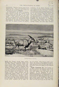 Original Old Antique Print High Veldt Past The Encyclopedia Sport Art