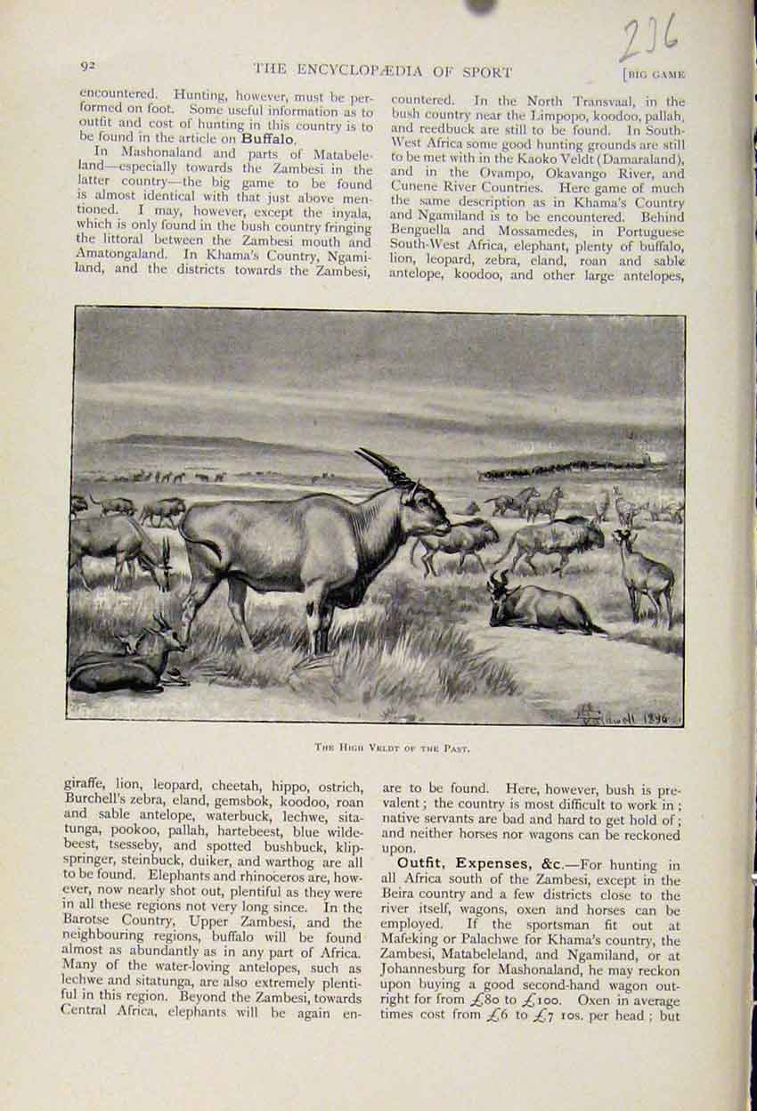 Original Old Antique Print High Veldt Past The Encyclopedia Sport Art
