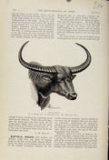 Original Old Antique Print Indian Buffalo The Encyclopedia Sport