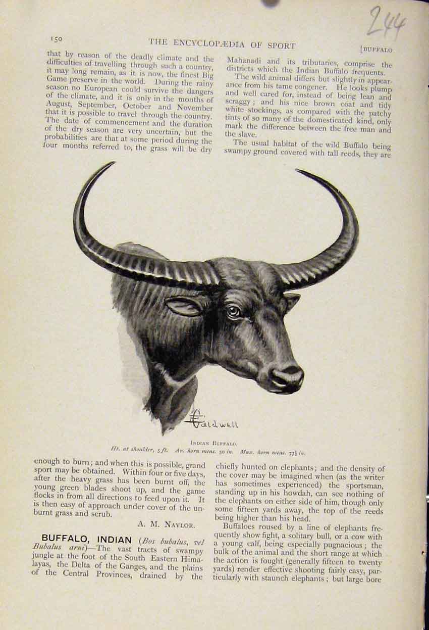 Original Old Antique Print Indian Buffalo The Encyclopedia Sport