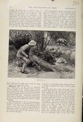 Original Old Antique Print Boar Shooting The Encyclopedia Sport