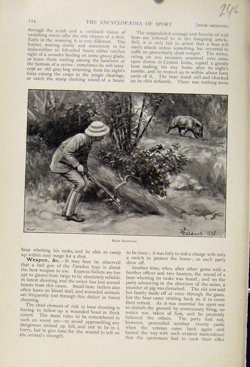 Original Old Antique Print Boar Shooting The Encyclopedia Sport