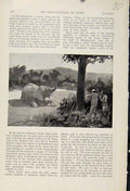 Original Old Antique Print Poachers Ivory Elephant The Encyclopedia Sport
