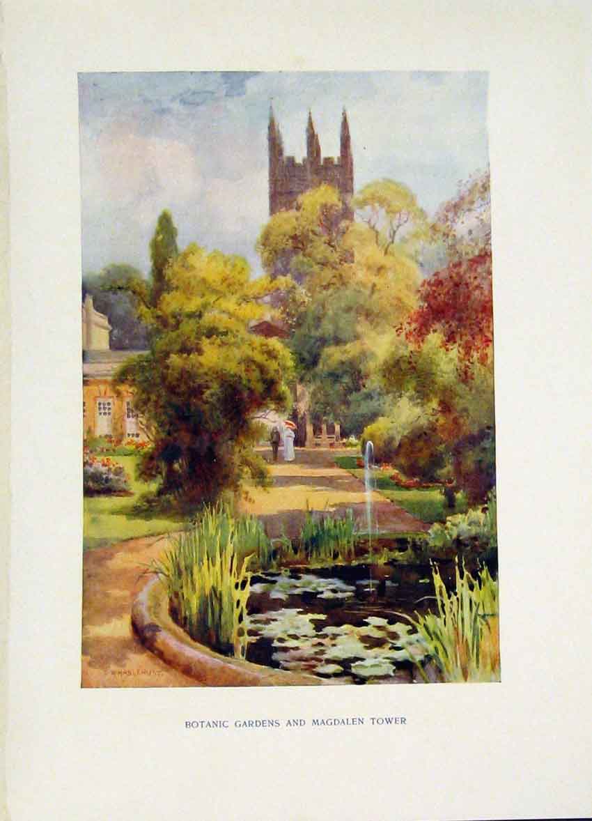 Original Old Antique Print Botanic Gardens Magdalen Tower Painting By Haslehust