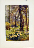 Original Old Vintage Print Hampton Court C1920 Painting By Haslehust Wilderness