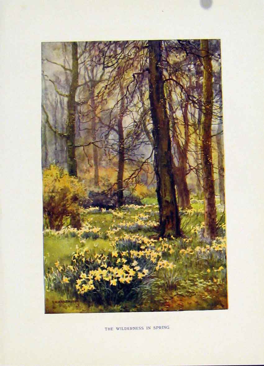 Original Old Vintage Print Hampton Court C1920 Painting By Haslehust Wilderness