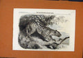 Original Old Antique Print African Leopard Zoological Regents Park 1860 19th
