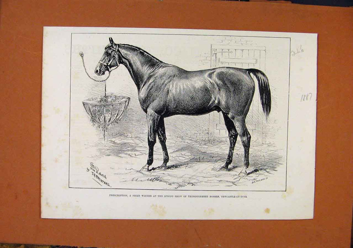 Old Antique Print C1887 Prize Winner Thoroughbred Horses Newcastle C1887 19th