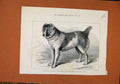 Original Old Antique Print Afgham Mastiff Birmingham C1879 London News Victorian