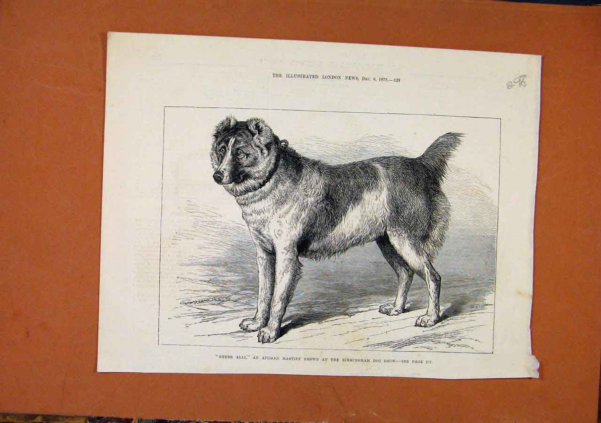 Original Old Antique Print Afgham Mastiff Birmingham C1879 London News Victorian