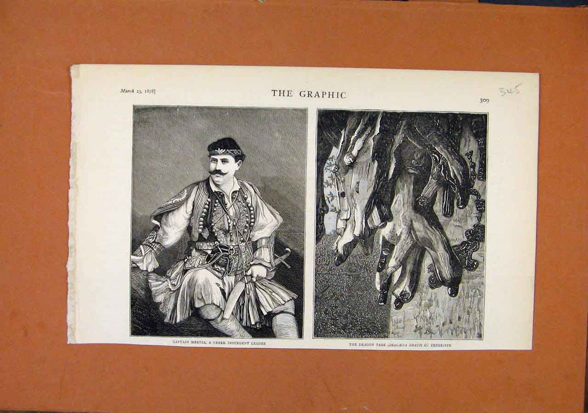 Old Antique Print Greek Leader Meetza Dragon Tree Teneriffe C1878 Graphic 19th