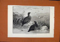 Original Old Antique Print First Alarm C1890 Birds Illustrated London News 19th