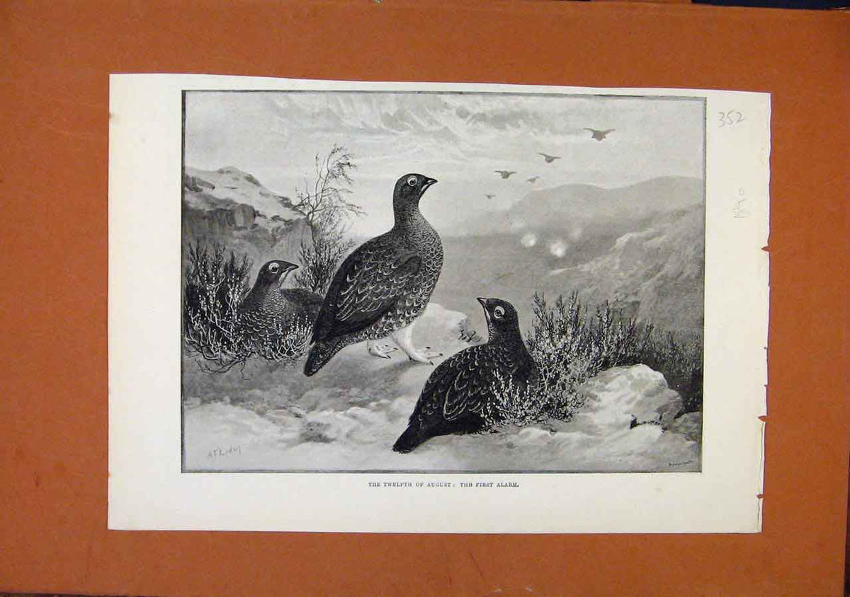 Original Old Antique Print First Alarm C1890 Birds Illustrated London News 19th
