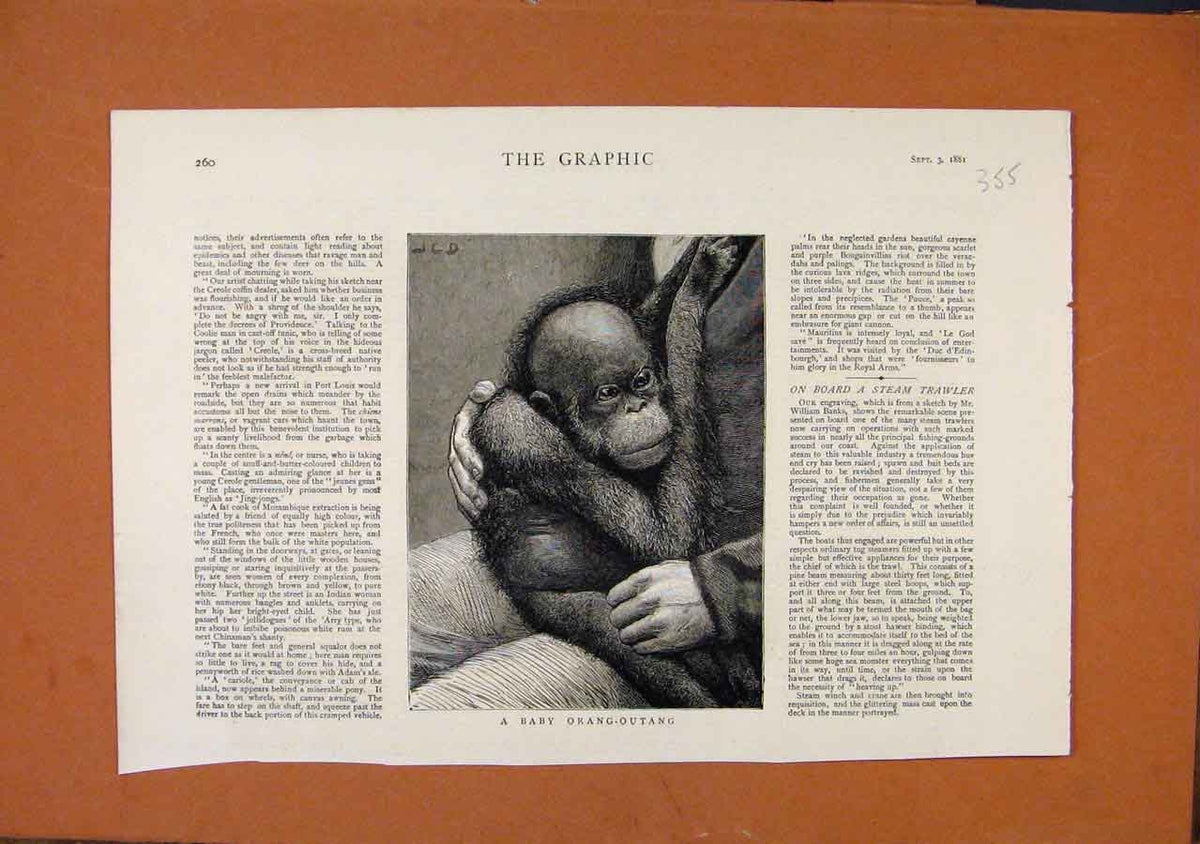 Original Old Antique Print Baby Orangoutang C1881 The Graphic 19th