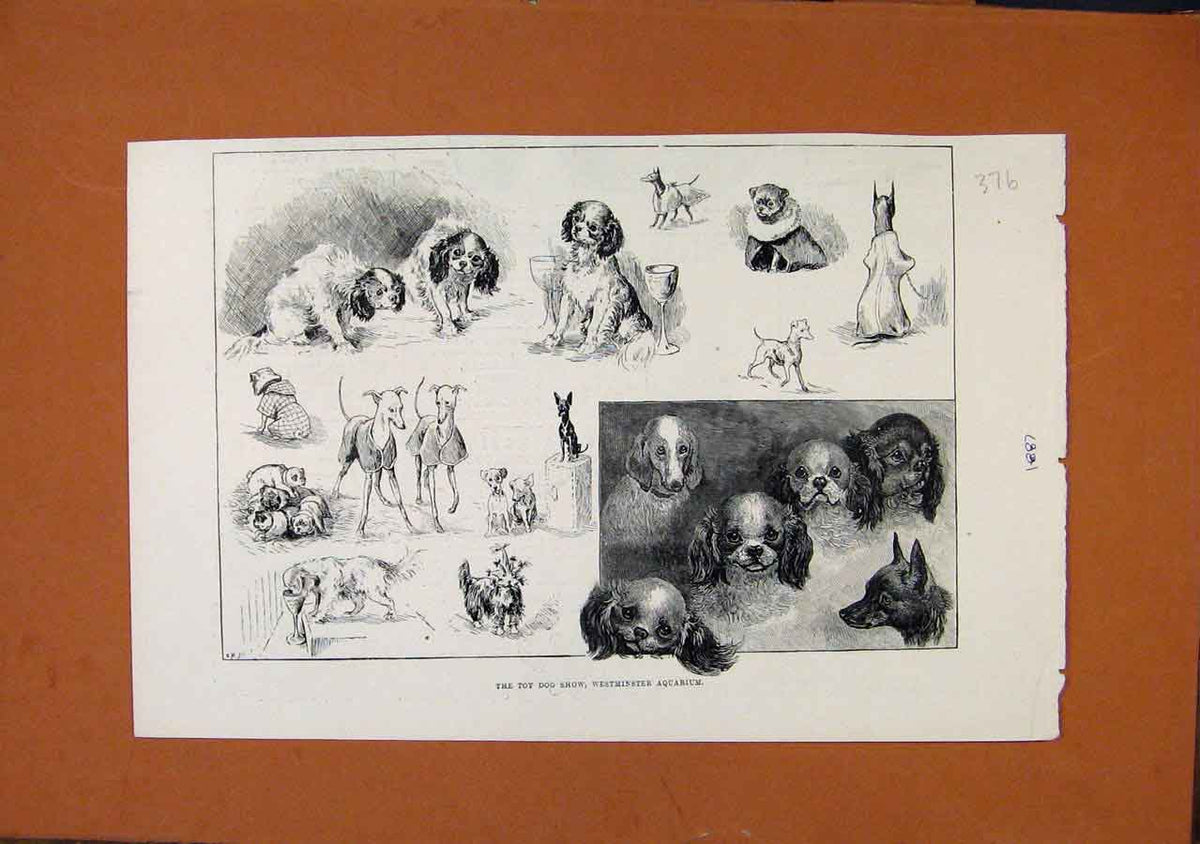 Original Old Antique Print C1887 Toy Dog Show Westminster Aquarium C1887 19th