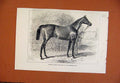 Original Old Antique Print Isonomy Winner Ascot C1879 From London News Victorian