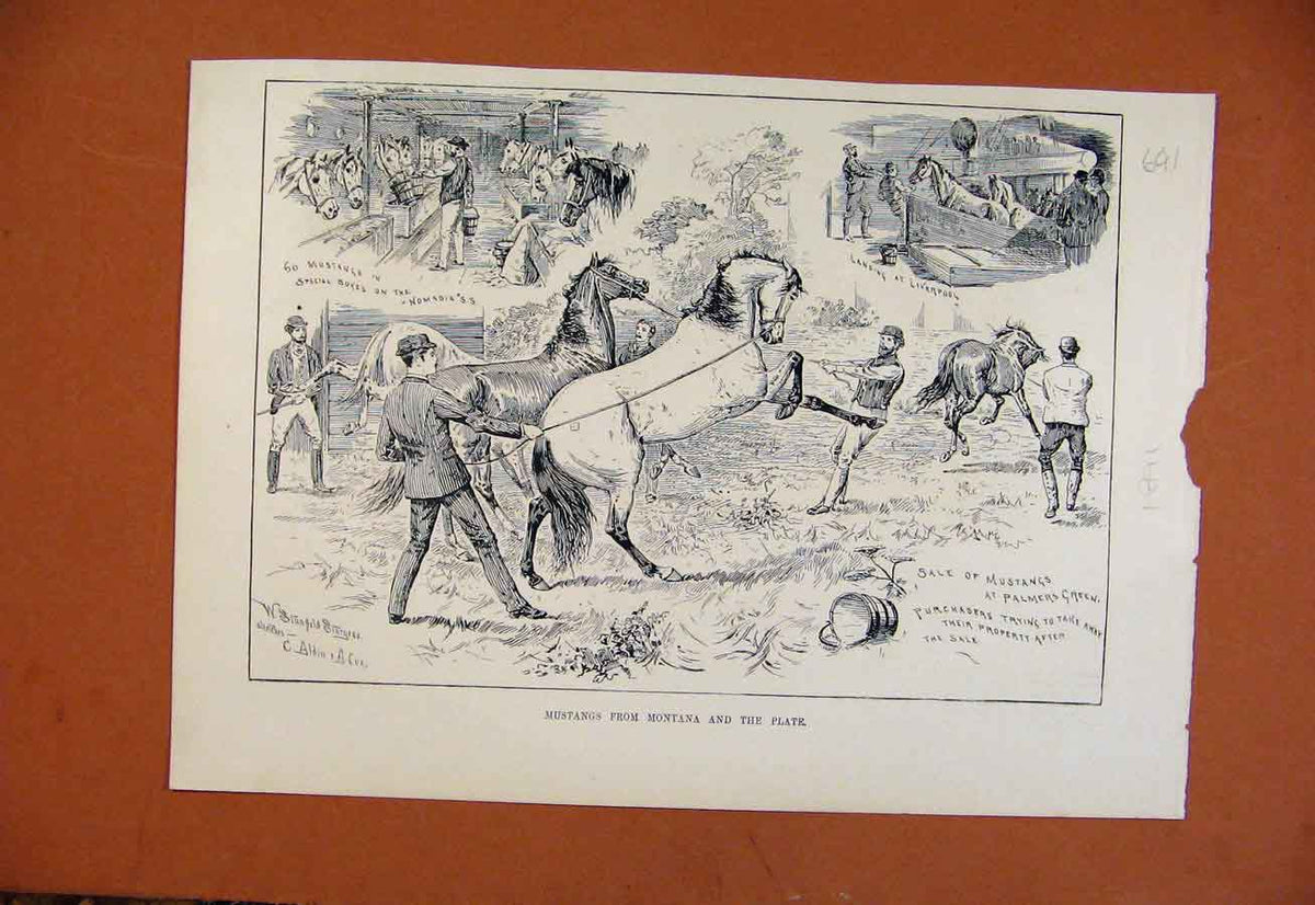 Original Old Antique Print Mustangs Montana Plate C1891 From London News 19th