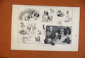 Original Old Antique Print Toy Dog Show Westminster Aquarium C1887 Victorian