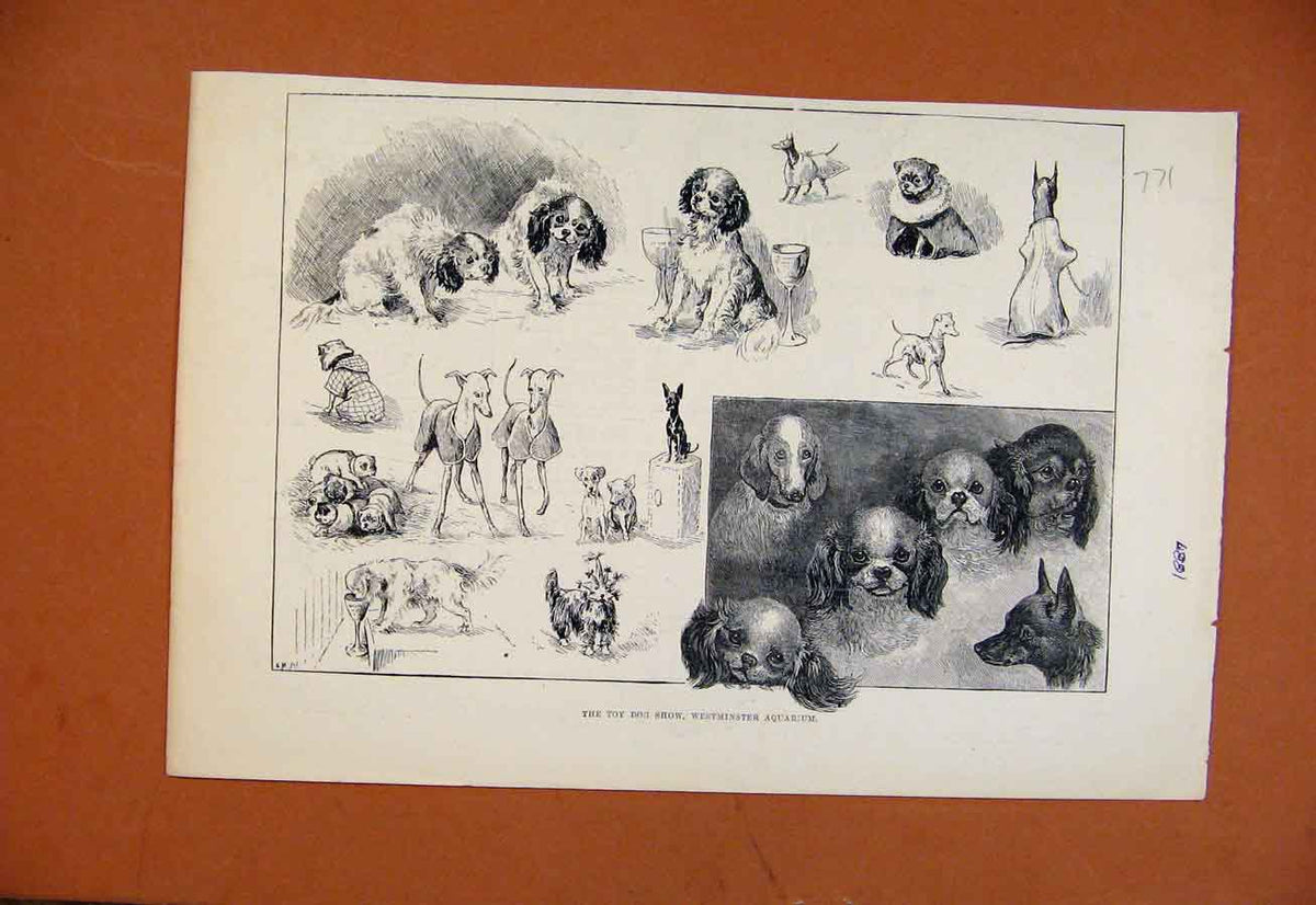 Original Old Antique Print Toy Dog Show Westminster Aquarium C1887 Victorian