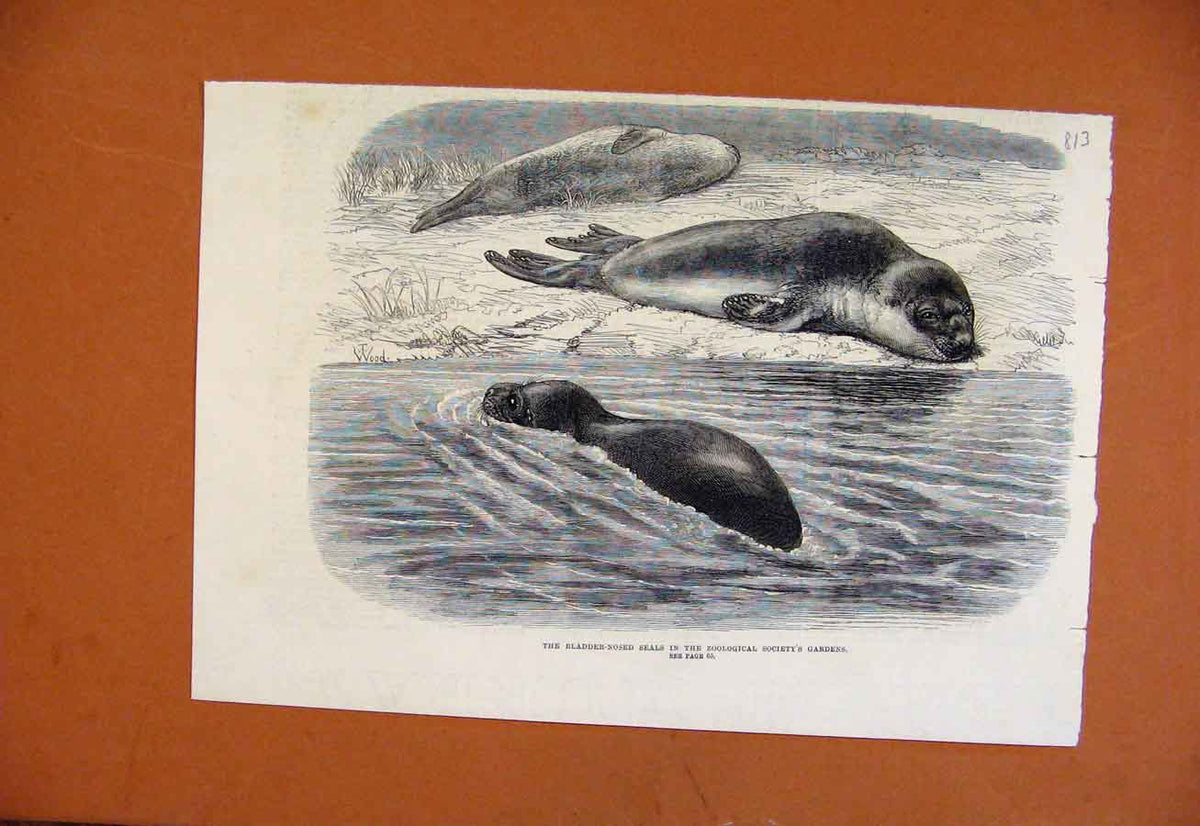 Original Old Antique Print Bladder Nosed Seal Zoological Societys Gardens