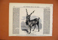 Original Old Antique Print Fine Goat Himalaya Mountains Rengents Park Zoo C1859