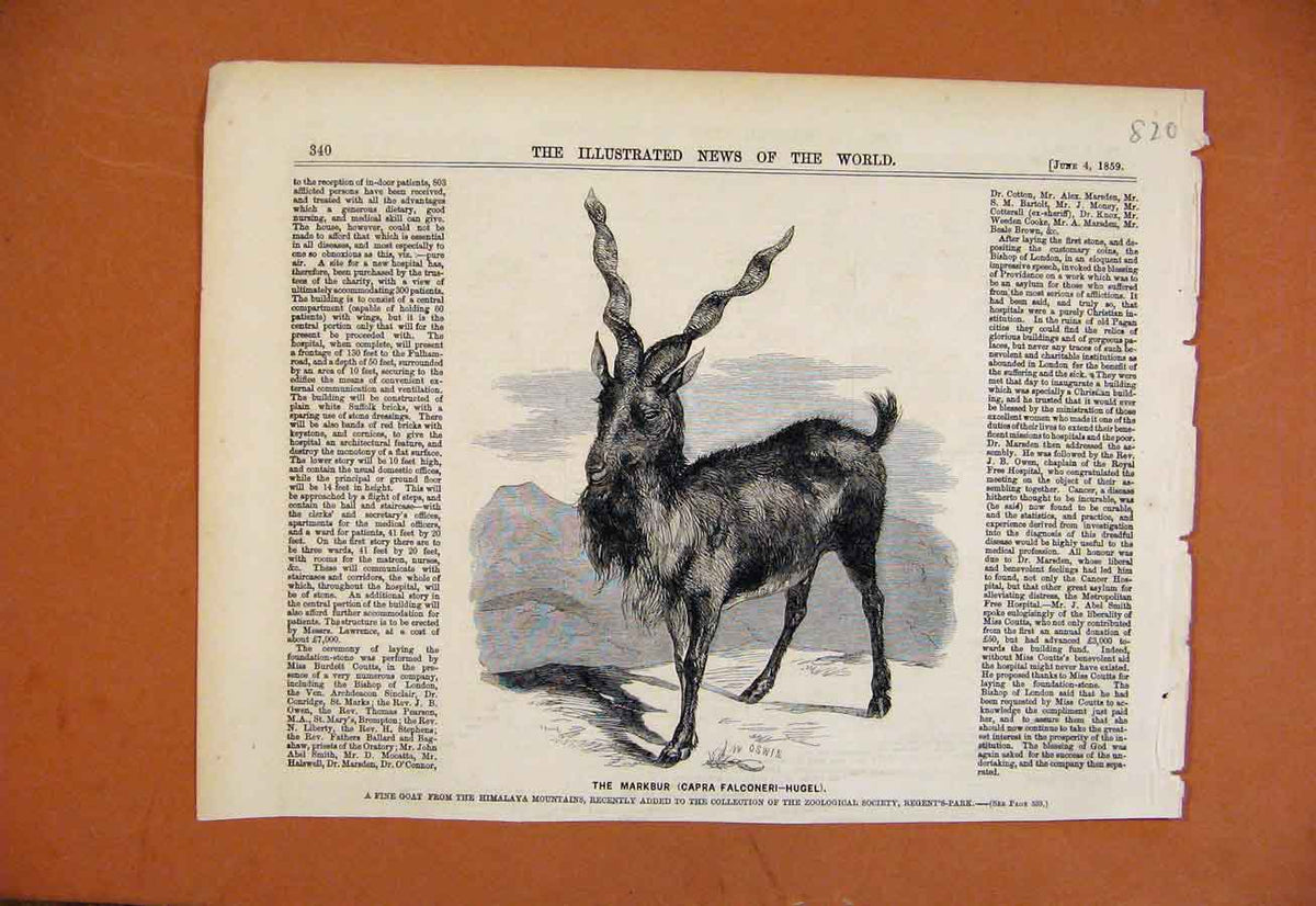 Original Old Antique Print Fine Goat Himalaya Mountains Rengents Park Zoo C1859