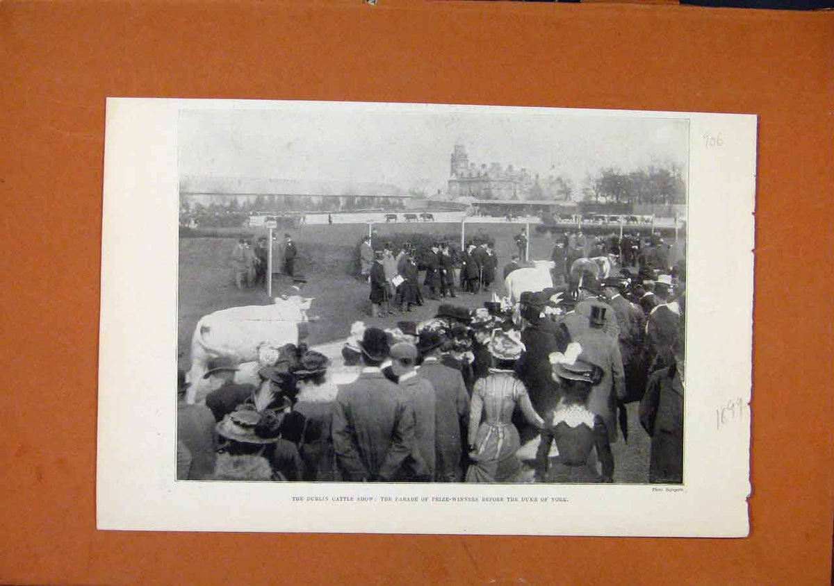 Original Old Antique Print Dublin Cattle Show Duke York C1899 London News 19th
