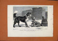 Old Antique Print Degenerate Colonial Dogs C1879 Illustrated London News 19th
