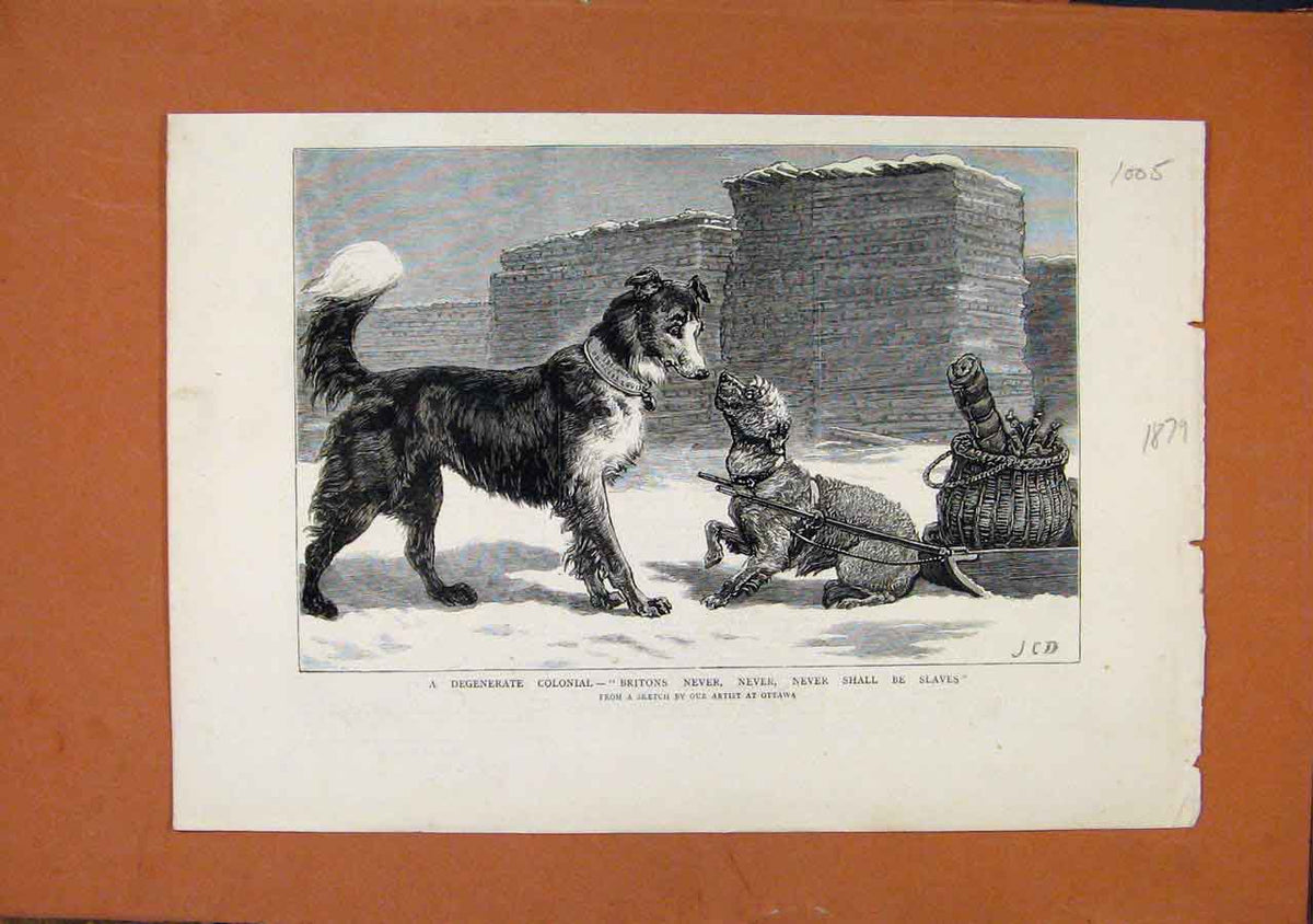 Old Antique Print Degenerate Colonial Dogs C1879 Illustrated London News 19th