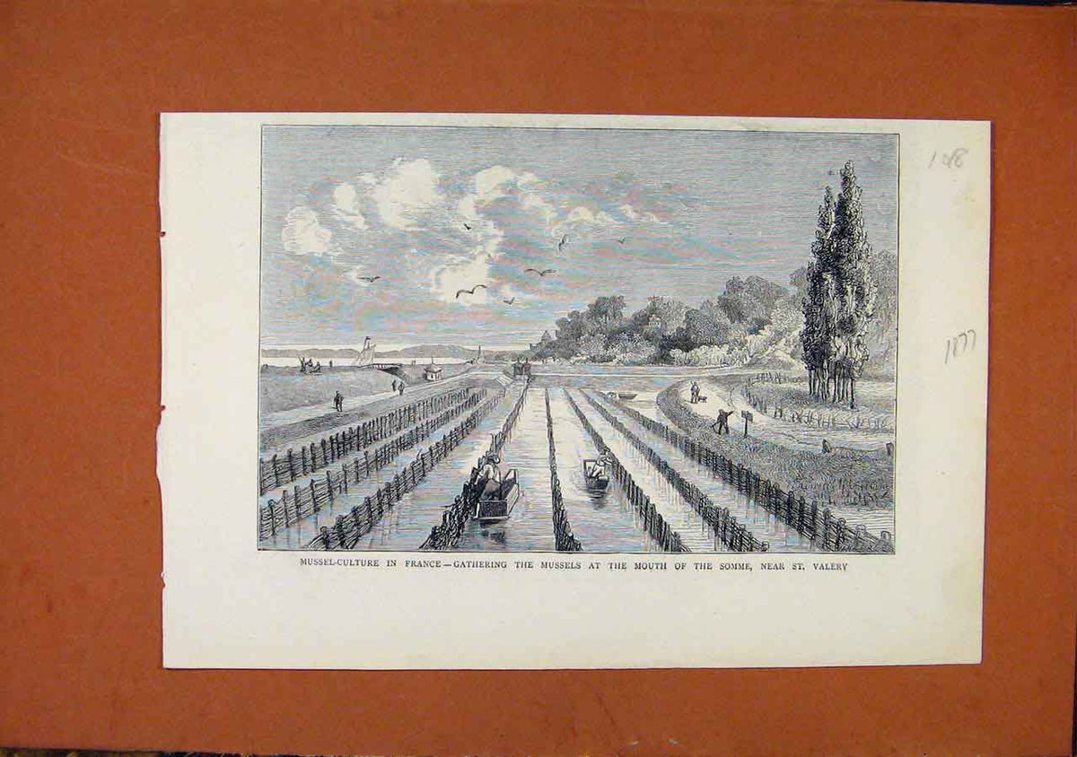 Original Old Antique Print Mussel Culture France Mouth Somme St Valery C1877