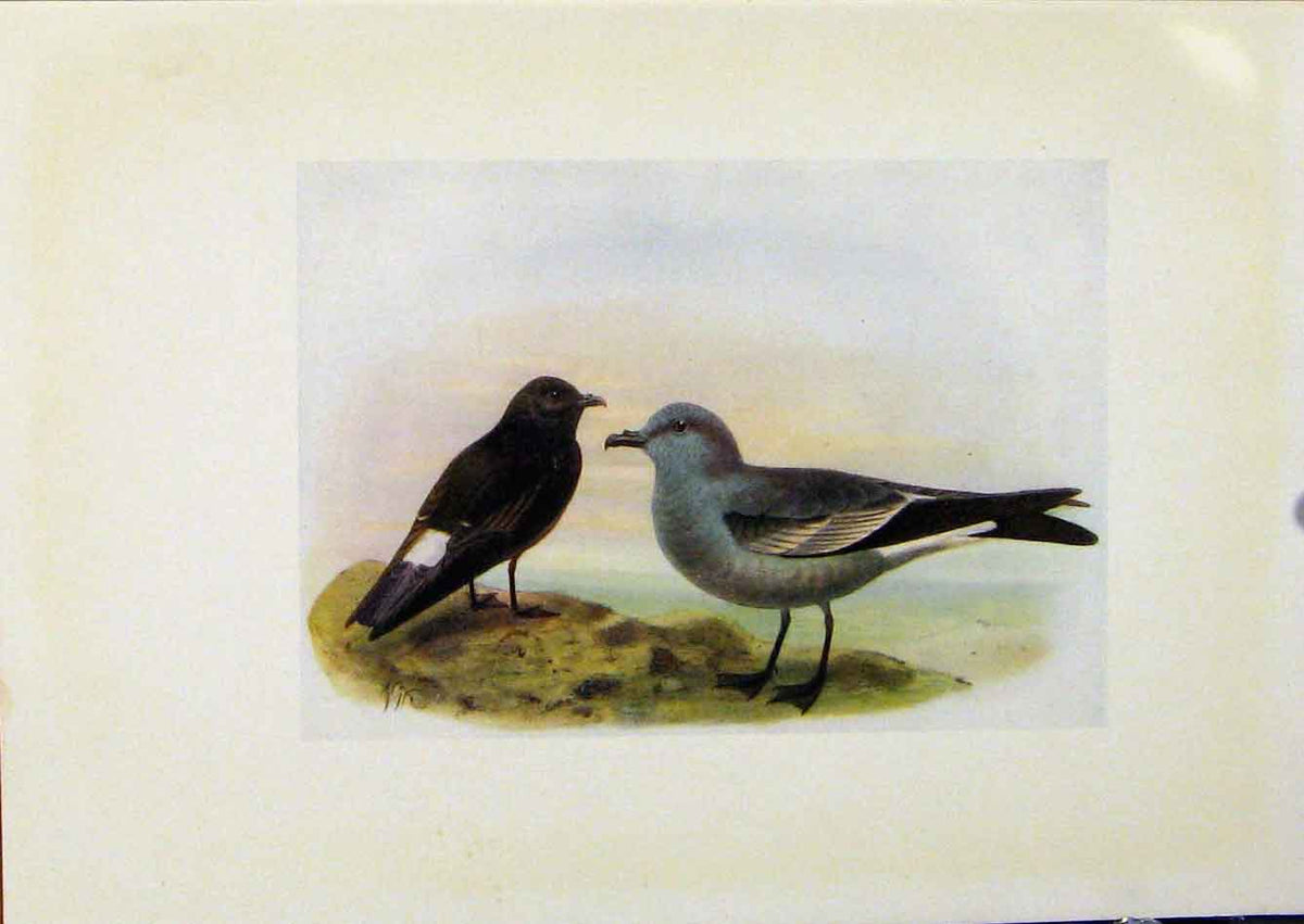 Original Old Antique Print Birds Britain By Dresser Storm Petrel Leaches Petrel