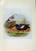Original Old Antique Print Birds Britain By Dresser Black Cuillemot Color