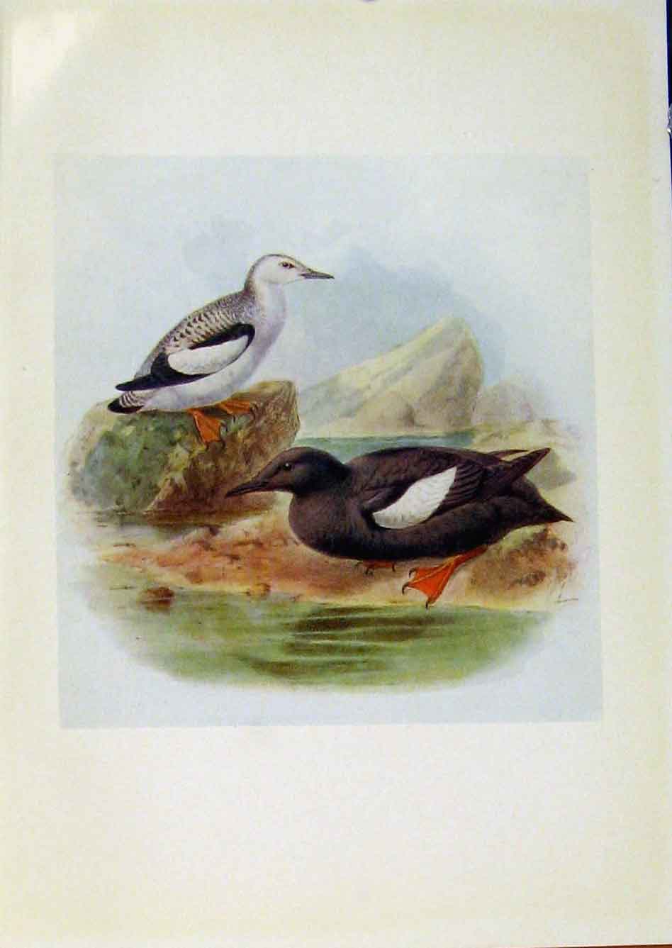 Original Old Antique Print Birds Britain By Dresser Black Cuillemot Color