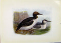 Original Old Antique Print Birds Britain By Dresser Common Guillemot Color Art