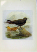 Original Old Antique Print Birds Britain By Dresser Richardsons Skua Color Art