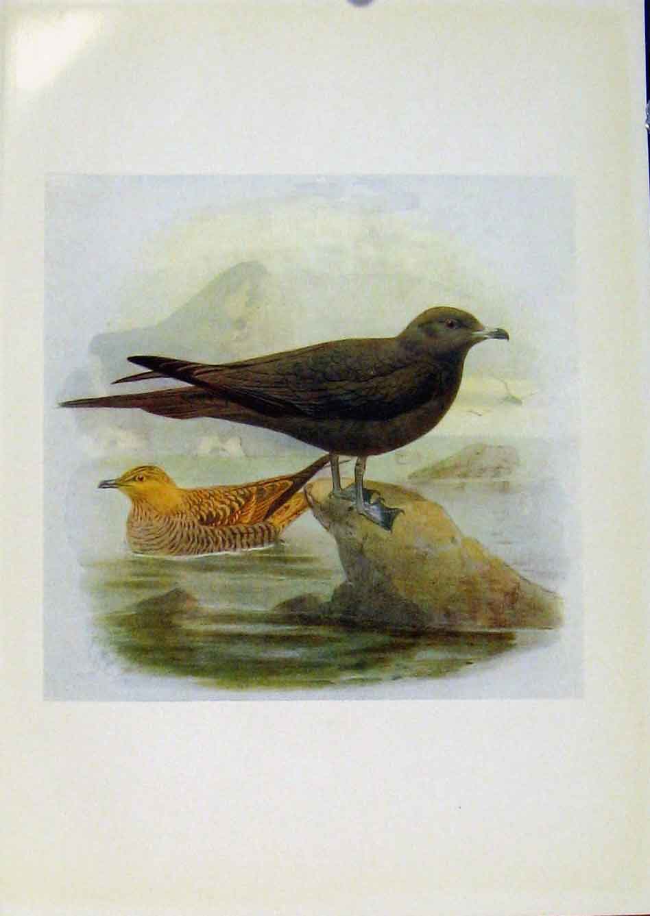 Original Old Antique Print Birds Britain By Dresser Richardsons Skua Color Art