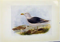 Original Old Antique Print Birds Britain By Dresser Greater Black Backed Gull