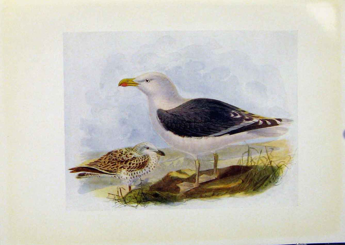Original Old Antique Print Birds Britain By Dresser Greater Black Backed Gull