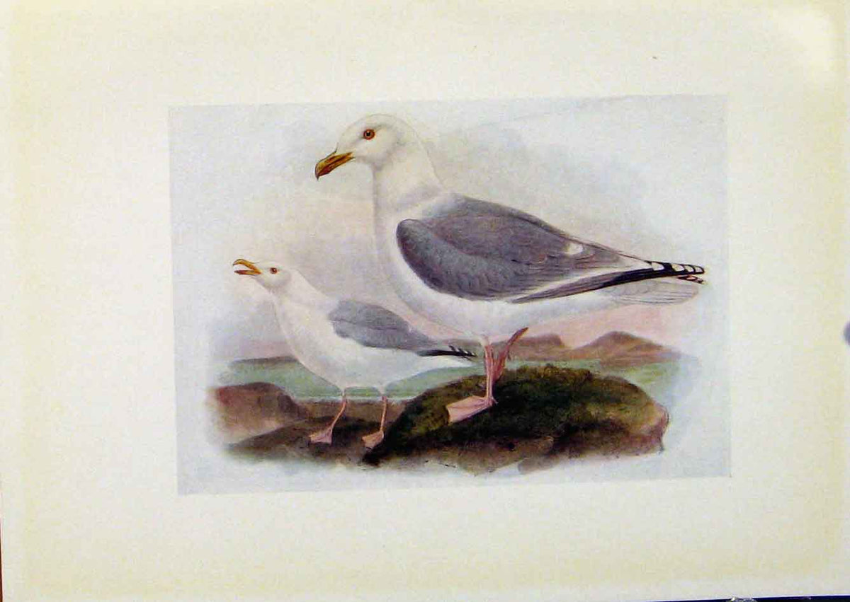 Original Old Antique Print Birds Britain By Dresser Color Herring Gull