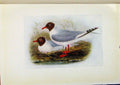 Original Old Antique Print Birds Britain By Dresser Clack Headed Gull Color Art