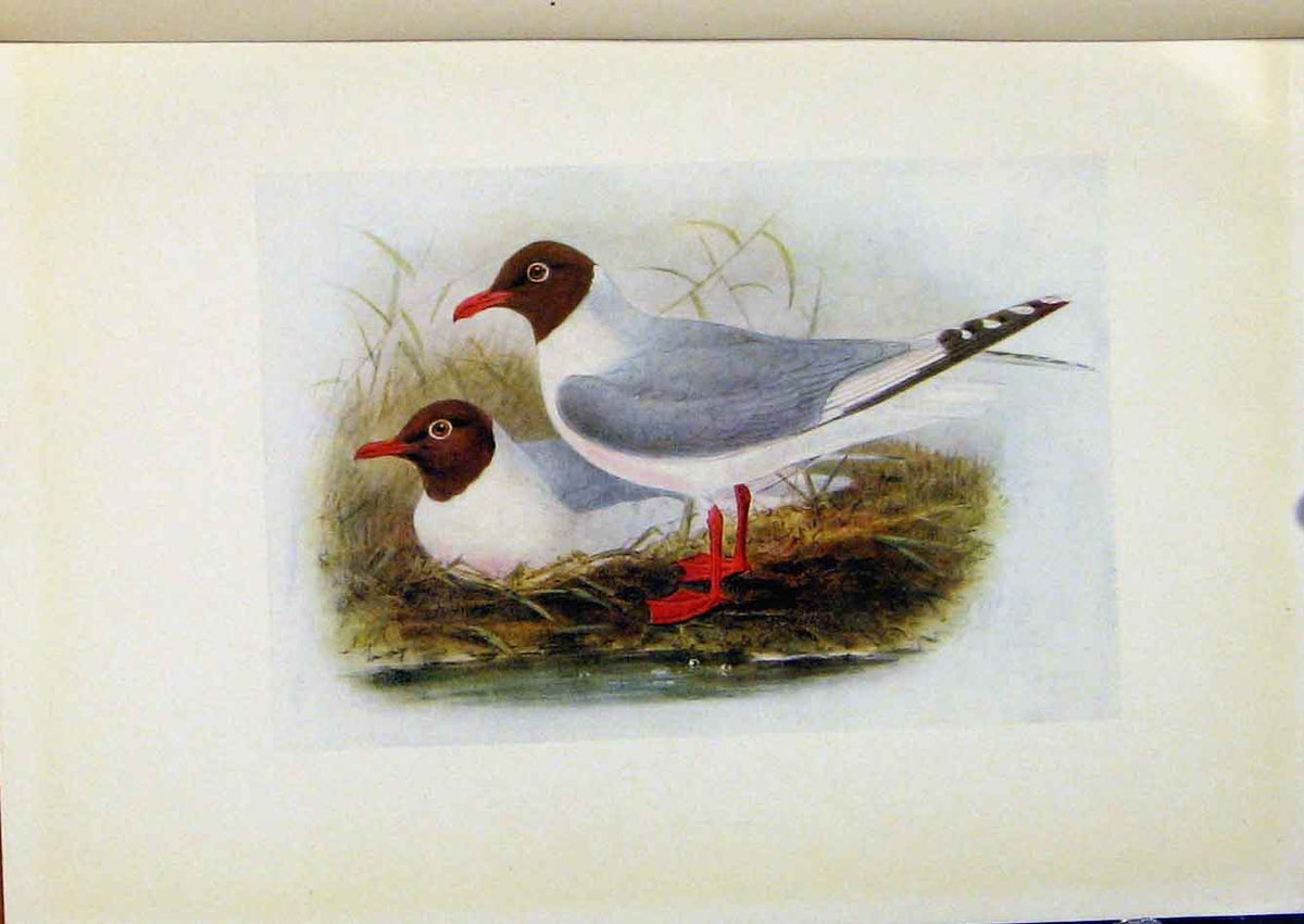 Original Old Antique Print Birds Britain By Dresser Clack Headed Gull Color Art