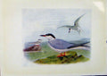 Original Old Antique Print Birds Britain By Dresser Color Common Tern