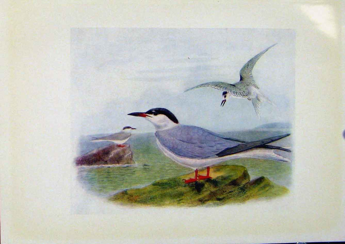 Original Old Antique Print Birds Britain By Dresser Color Common Tern