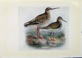 Original Old Antique Print Birds Britain By Dresser Redshank Spotted Redshank