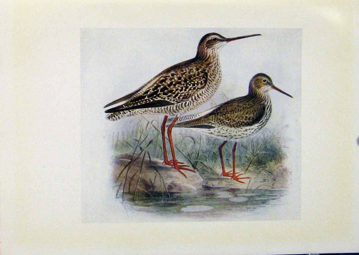 Original Old Antique Print Birds Britain By Dresser Redshank Spotted Redshank